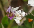 /album/photo-gallery-homepage/masses-of-migrating-butterflies-tanji-beach-nov-jpg/